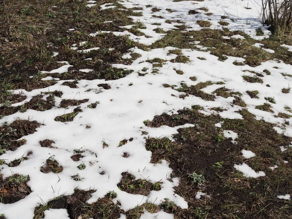 Spring Concept Snow Melting Earth Dry Grass Visible Snow — Stock Photo, Image