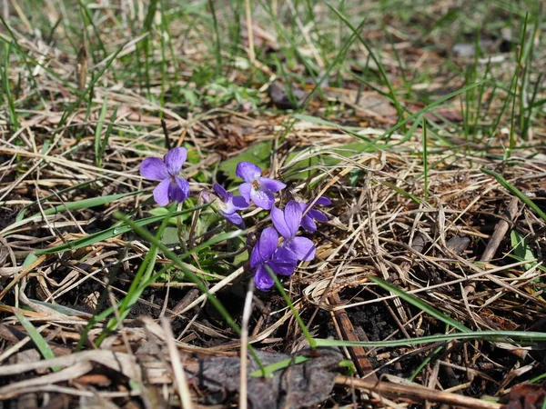 purple forest violet in early spring. many violets violets macro photo