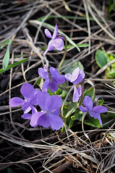 purple forest violet in early spring. many violets violets macro photo