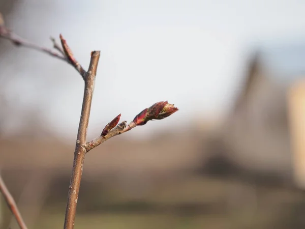 Închide mugurii castanului la începutul primăverii — Fotografie, imagine de stoc