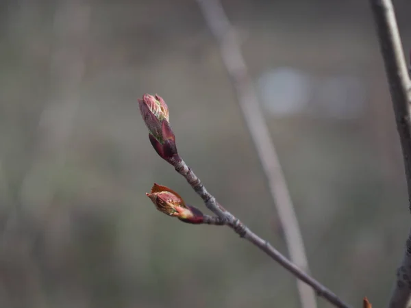 Feche o botão de castanheiro no início da primavera — Fotografia de Stock