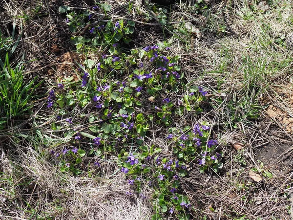 Фиолетовый лесной фиолетовый ранней весной. много фиалки фиалки макрофото . — стоковое фото
