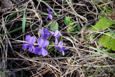 İlkbaharın başlarında mor orman menekşesi. menekşe menekşeli makro fotoğraf.
