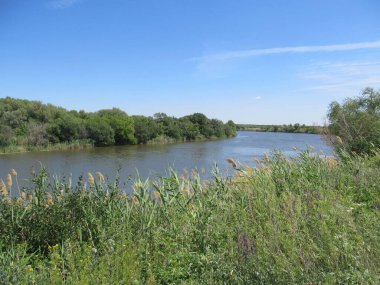 Gün batımında nehirde sazlıklar ve yosun