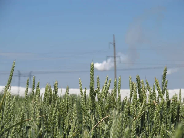 Крупним Планом Вуха Показують Рослини Зеленої Пшениці Ростуть Полі Відкритому — стокове фото