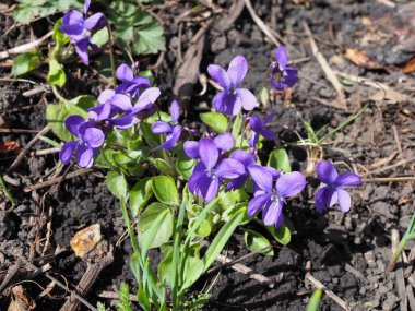 Viola odorata. Kokulu olsun. İlkbaharda açan mor çiçek ormanı. İlk bahar çiçeği, mor. Vahşi menekşeler
