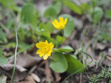 Bataklık Marigold Caltha palustris olarak da bilinir. Sığır Sürüsü, Sarı Bataklık Marigold, Amerikan İnek Süzgeci, Su Damlaları, Mayıs Damlaları, At Damlaları, Boğa Gözü Leoparı, Kingcup, Kovboy Sürüsü Daimi Yayı..
