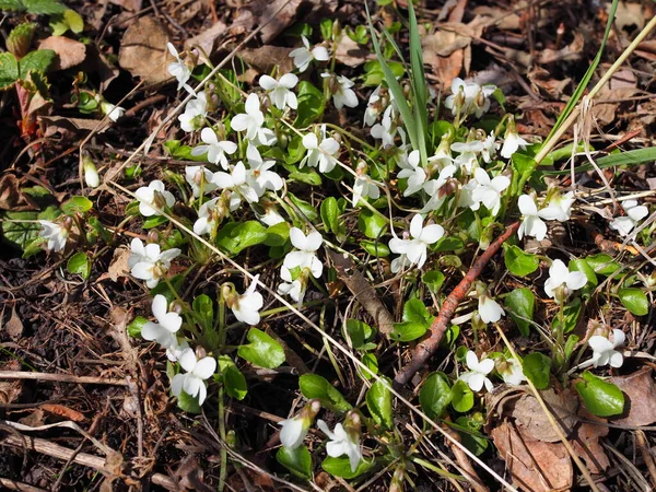 Violetas Floresta Branca Belas Flores Primavera — Fotografia de Stock