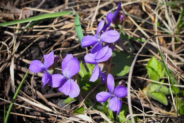 Виола Душистая Запах Ароматный Фиолетовый Цветочный Лес Цветет Весной Первый — стоковое фото