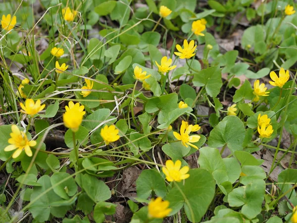 Jarní Pozadí Žlutým Kvetoucím Caltha Palustris Známý Jako Marsh Marigold — Stock fotografie