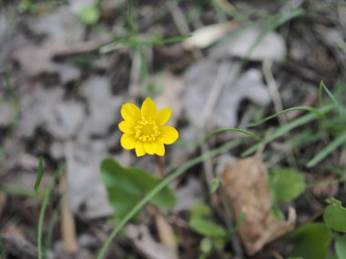 Sarı çiçekler baharda Chistyakov güneşli bir günde çimlerde yetişir..