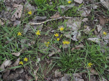 İlk bahar çiçekleri çayırdaki kaz soğanı Gagea. Kaz soğanının sarı çiçekleri bulanık arkaplanda.