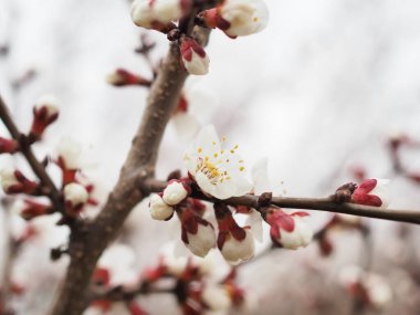 İlkbaharda kiraz çiçeği dalları kapanır..