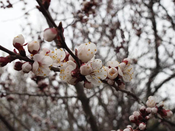 Branche Fleur Cerisier Fermer Printemps — Photo