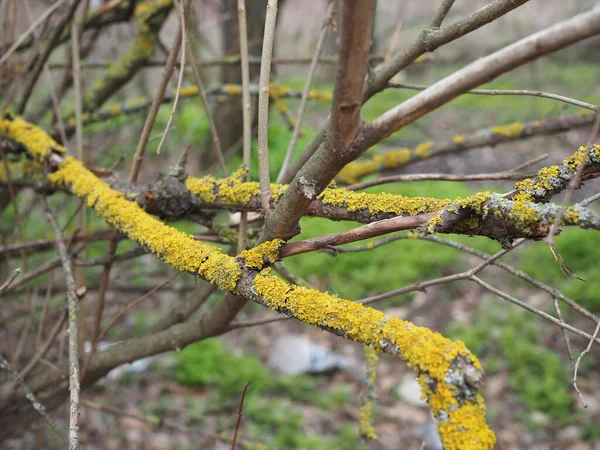 Închiderea Texturii Scoarței Copac Mușchi Muschi Rosu Copac Coaja Copacului — Fotografie, imagine de stoc