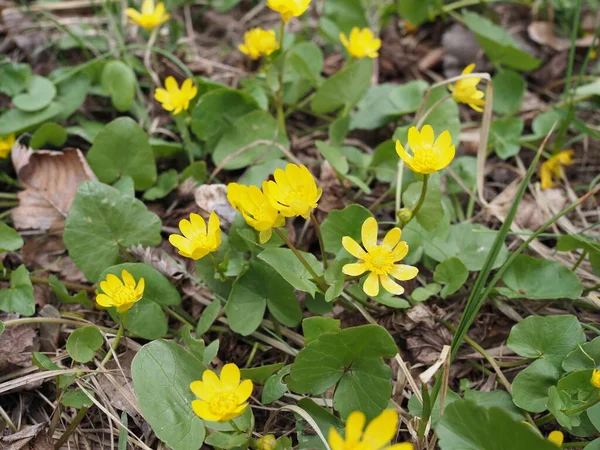 Tavaszi Háttér Sárga Blooming Caltha Palustris Ismert Mocsár Márvány Kingcup — Stock Fotó