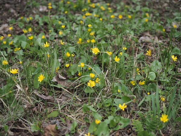 春天的背景是黄色的花 名为Caltha Palustris 被称为Marsh Marigold和Kingcup 早春开花的金黄色植物 — 图库照片