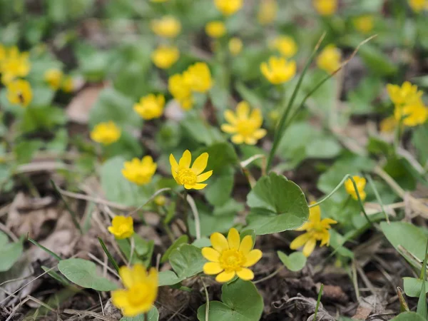 黄色の開花カルサパルストリス 湿地マリーゴールドとキングカップとして知られている春の背景 早春に金色植物を咲かせる — ストック写真