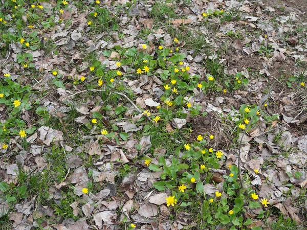 Fond printanier à fleurs jaunes Caltha palustris, connu sous le nom de souci des marais et de roselière. Floraison des plantes de couleur or au début du printemps . — Photo