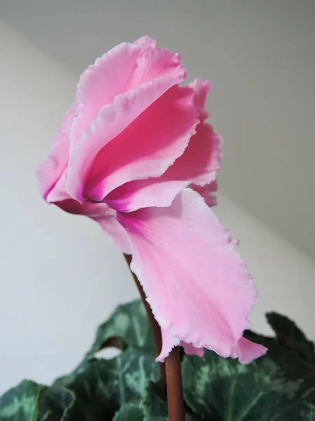 Delicate bloemblaadjes van roze cyclamen zijn mooi — Stockfoto