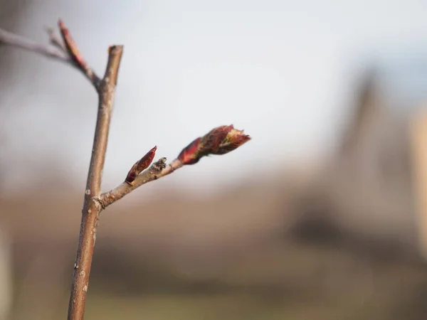 Feche Botão Castanheiro Início Primavera — Fotografia de Stock