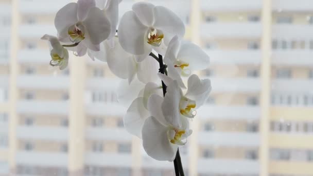 城市房屋窗台上的美丽的兰花。自然与城市化对比的概念 — 图库视频影像