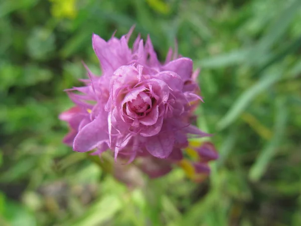 Champ Mariannick Près Prairie Été — Photo