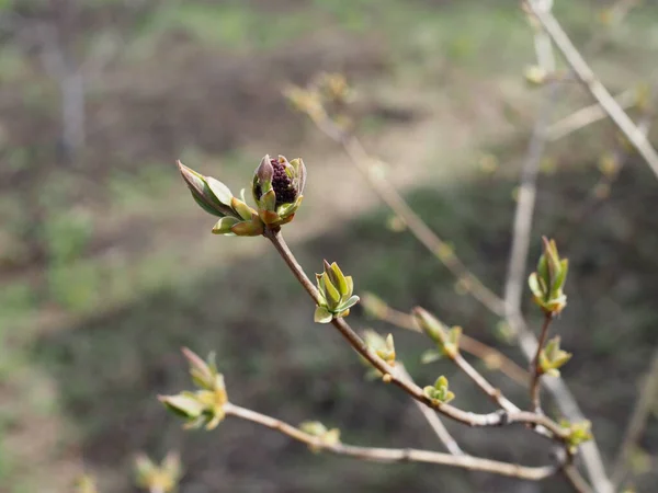 Fundalul Neutru Mugurilor Liliac Umflate Într Însorită Verde Primăvară Primul — Fotografie, imagine de stoc