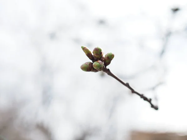 Noi Muguri Iarnă Ale Unui Cireș Prunus Avium Sepale Verzi — Fotografie, imagine de stoc