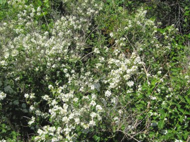 Kuş kirazı açan beyaz çiçekler. Çiçek açan kiraz ağacı. Beyaz Çiçekli Prunus Padus Ağacı 'nın yakın çekimi. Baharda çiçek açan tatlı kuş kiraz ağacı. İlkbahar konsepti
