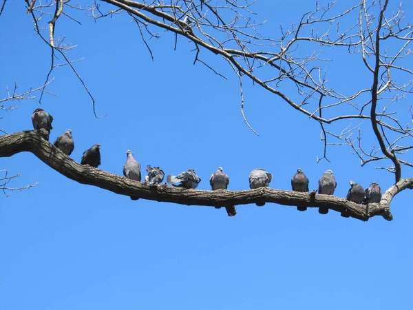 Veel Duiven Zitten Een Eiken Tak Het Park Tegen Blauwe — Stockfoto