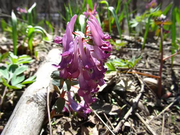 Corydalis Bahar Ormanında Corydalis Çiçekleri Makro Corydalis — Stok fotoğraf