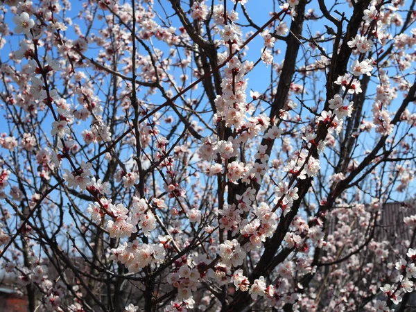 Bush Blommande Aprikos Bakgrund Blå Himmel — Stockfoto