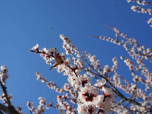 野生の桜の孔雀の蝶 浅いDofで閉じます — ストック写真