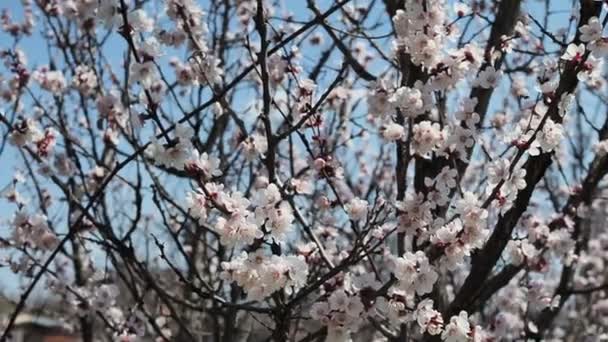 Uma Abelha Voando Redor Ramo Sakura Flores Cereja Flores Rosa — Vídeo de Stock