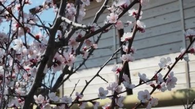 Kiraz ağacındaki arı. İlkbaharda çiçekli kiraz dalı. Bir vızıldayan arı güzel beyaz manzaranın tadını çıkarıyor. - Beyaz. Bahar Çiçekleri. Kiraz. Arkaplan