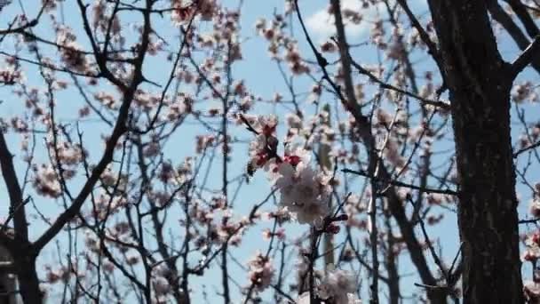 Egy Méhecske Repked Sakura Csokor Körül Cseresznyevirágok Rózsaszín Virágok Tavasszal — Stock videók