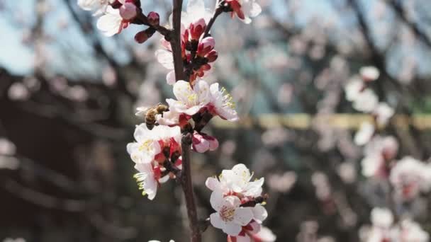 Kiraz Ağacındaki Arı Lkbaharda Çiçekli Kiraz Dalı Bir Vızıldayan Arı — Stok video