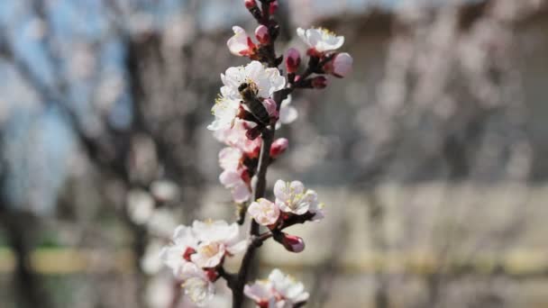 桜の上で蜂 春に花を咲かせる桜の枝 賑やかな蜂は美しい白い景色を楽しんでいます 春の花 チェリーだ — ストック動画