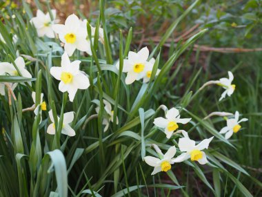 Narcissus çiçeği. Narcissus nergis çiçekleri ve yeşil yapraklar arka plan