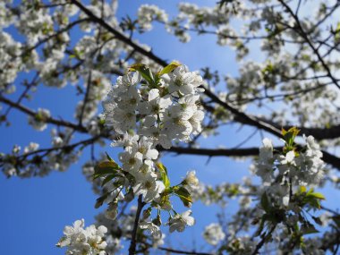 Bahar çiçekleri açan kiraz çiçekleri dalı.