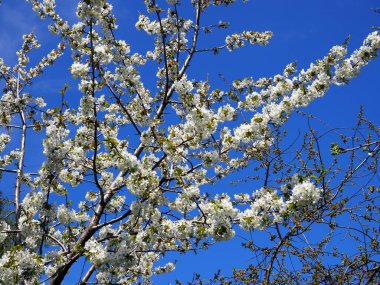 Bahar çiçekli kiraz çiçekleri güneş ışığında dallanır..