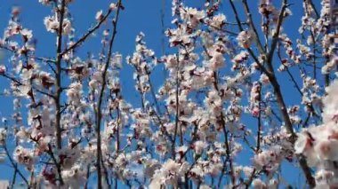 Etrafta uçan bir arı sürüsü - kiraz çiçekleri, bahar boyunca pembe çiçekler.