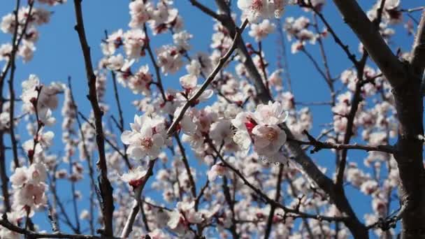 Una Abeja Vuela Alrededor Una Flor Cerezo Primavera Día Soleado — Vídeo de stock