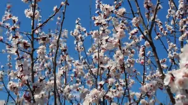 Uma Abelha Voando Redor Ramo Sakura Flores Cereja Flores Rosa — Vídeo de Stock