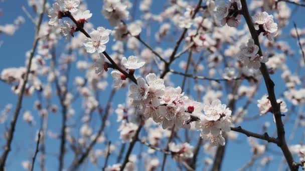 蜂は4Kの晴れた日に春に桜の花の周りを飛んでいます — ストック動画