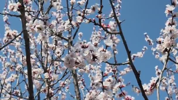 蜂は4Kの晴れた日に春に桜の花の周りを飛んでいます — ストック動画