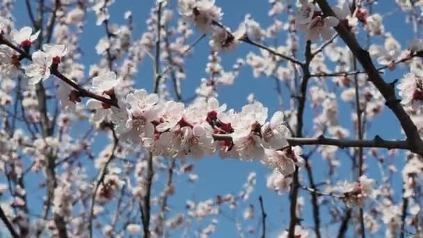 Eine Biene Fliegt Frühling Einem Sonnigen Tag Eine Kirschblüte — Stockvideo