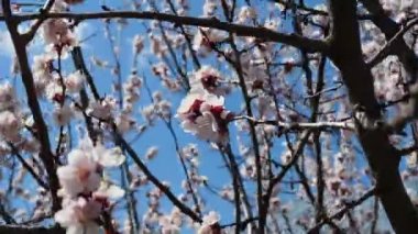 Kiraz ağacındaki arı. İlkbaharda çiçekli kiraz dalı. Bir vızıldayan arı güzel beyaz manzaranın tadını çıkarıyor. - Beyaz. Bahar Çiçekleri. Kiraz. Arkaplan