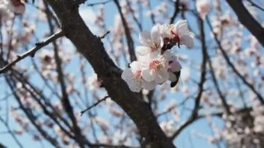 Kiraz ağacındaki arı. İlkbaharda çiçekli kiraz dalı. Bir vızıldayan arı güzel beyaz manzaranın tadını çıkarıyor. - Beyaz. Bahar Çiçekleri. Kiraz. Arkaplan